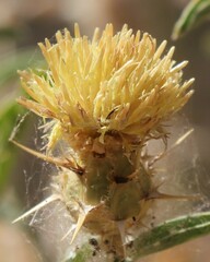 Centaurea sicula