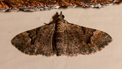 Mnesiloba eupitheciata