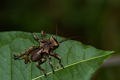 Enyaliopsis