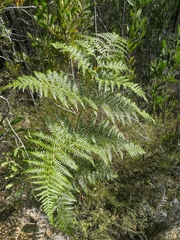 Pteridium aquilinum capense