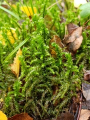 Hylocomiadelphus triquetrus