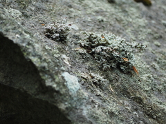 Stereocaulon dactylophyllum