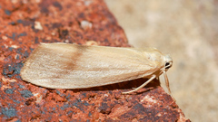 Notata modicus