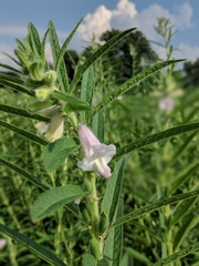 Sesamum indicum