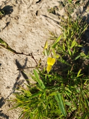 Crotalaria sagittalis