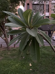 Rauvolfioideae