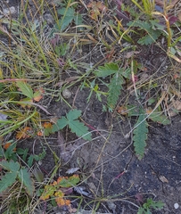 Potentilla leucophylla