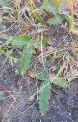 Potentilla leucophylla