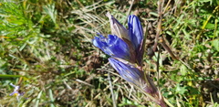 Gentiana decumbens