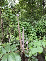 Uraria crinita