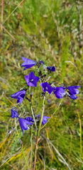 Campanula stevenii