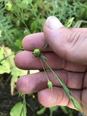 Linum usitatissimum