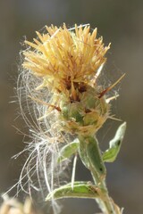 Centaurea sicula
