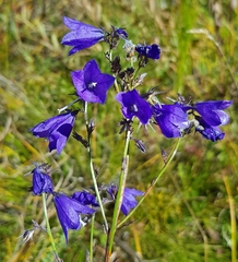 Campanula stevenii