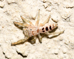 Hentzia mitrata