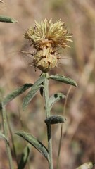Centaurea sicula