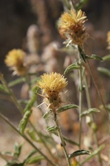 Centaurea sicula