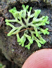 Riccia huebeneriana