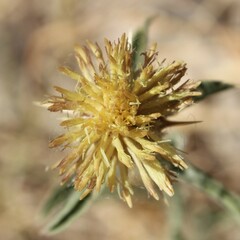 Centaurea sicula