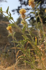 Centaurea sicula
