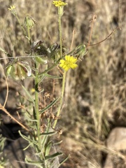 Osteospermum nervosum