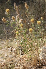 Centaurea sicula