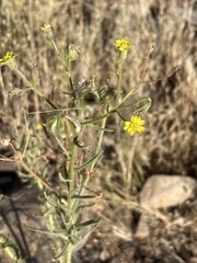 Osteospermum nervosum
