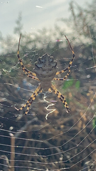 Argiope lobata
