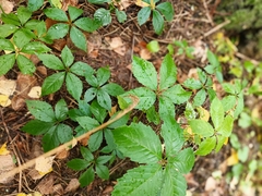 Parthenocissus inserta