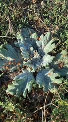 Salvia aethiopis