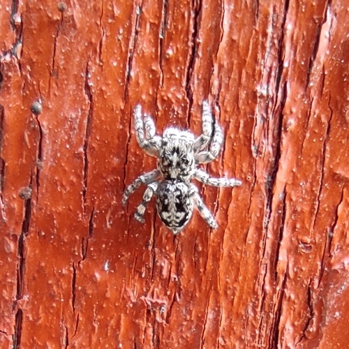 Attulus terebratus, Степань, Рівненська область, Україна, 34560, photo 2 of 10