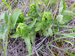 Gentiana cruciata