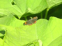 Heliophorus
