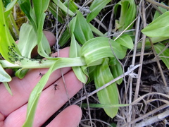Gentiana cruciata