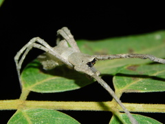 Deinopidae