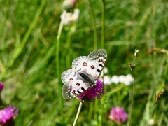 Parnassius phoebus