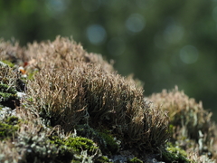 Cladonia gracilis