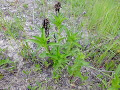 Gentiana cruciata