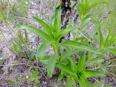 Gentiana cruciata