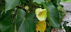 Thespesia populnea