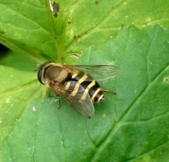 Syrphus ribesii