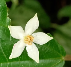Ardisia virens