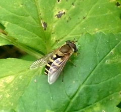 Syrphus ribesii