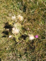 Carduus defloratus carlinifolius