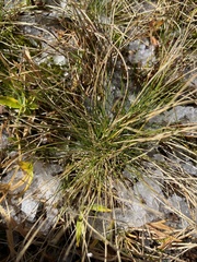 Nardus stricta