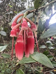 Macleania rupestris