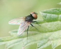 Phasia barbifrons