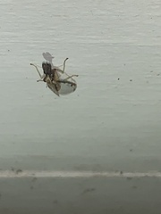 Dicromantispa interrupta