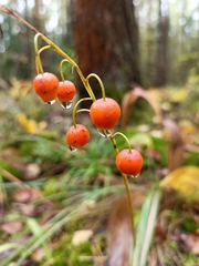 Convallaria majalis
