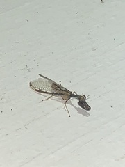 Dicromantispa interrupta